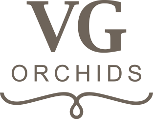 VG Orchids